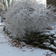 the ice bush