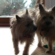 Lucy and Desi love to play