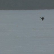 eagle_2