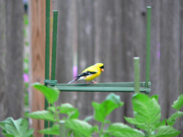 American Goldfinch