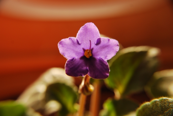 violet